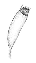 Eriodon cylindritheca, capsule, moist. Drawn from B.H. Macmillan 87/4, CHR 413377.
 Image: R.C. Wagstaff © Landcare Research 2019 CC BY 3.0 NZ